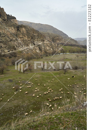 A flock of sheep grazes in a meadow in the mountains A flock of sheep grazes in a meadow in the mountains 81223182