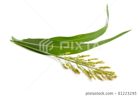 Sorghum bicolor, commonly called sorghum and also known as great millet, durra, jowari, jowar or milo. Isolated 81223295
