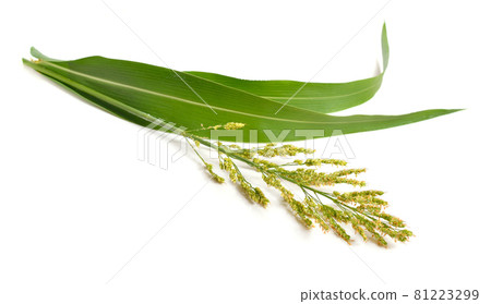 Sorghum bicolor, commonly called sorghum and also known as great millet, durra, jowari, jowar or milo. Isolated Sorghum bicolor, commonly called sorghum and also known as great millet, durra, jowari, jowar or milo. Isolated 81223299