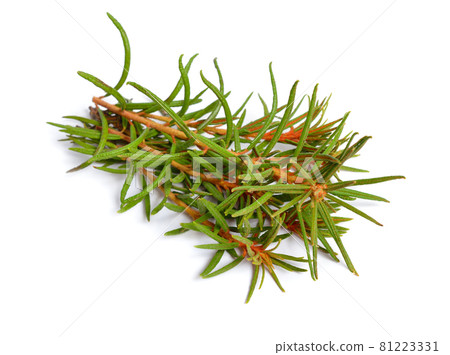 Rhododendron tomentosum, Ledum palustre or marsh Labrador tea, northern Labrador tea or wild rosemary, Ledum. Rhododendron tomentosum, Ledum palustre or marsh Labrador tea, northern Labrador tea or wild rosemary, Ledum. 81223331
