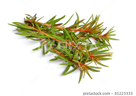 Rhododendron tomentosum, Ledum palustre or marsh Labrador tea, northern Labrador tea or wild rosemary, Ledum. Rhododendron tomentosum, Ledum palustre or marsh Labrador tea, northern Labrador tea or wild rosemary, Ledum. 81223333