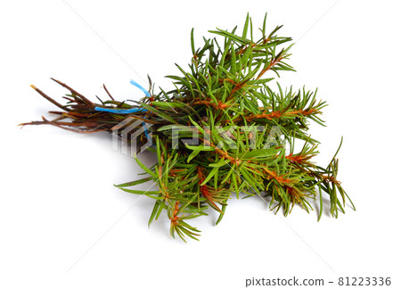 Rhododendron tomentosum, Ledum palustre or marsh Labrador tea, northern Labrador tea or wild rosemary, Ledum. Rhododendron tomentosum, Ledum palustre or marsh Labrador tea, northern Labrador tea or wild rosemary, Ledum. 81223336