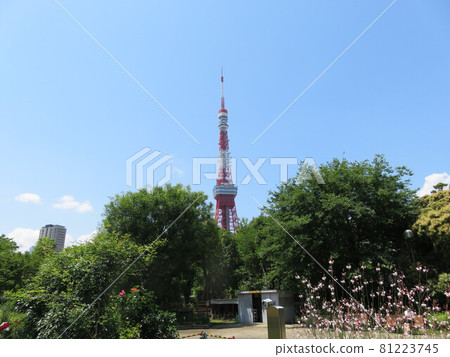 春天從芝公園看到的東京鐵塔 春天從芝公園看到的東京鐵塔 81223745