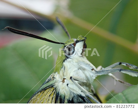Adult hawk moth just after emergence Adult hawk moth just after emergence 81223772