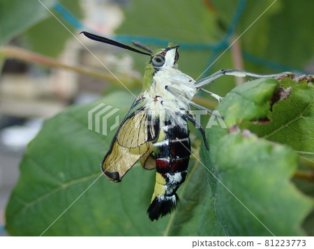 剛出現的成年鷹蛾 81223773