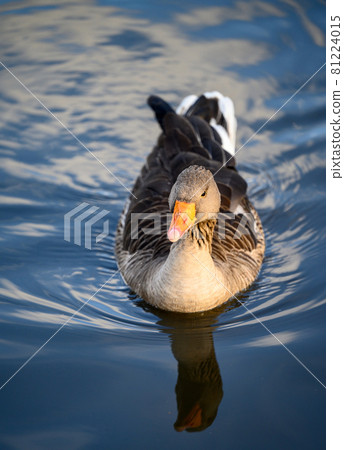 Greylag goose in Kelsey Park, Beckenham, Greater London. A greylag goose swims on the lake in the park. There are many greylag geese in Kelsey Park, Beckenham, Kent. Greylag goose (Anser anser), UK. 81224015