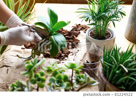 The hands of woman transplanting orchid into another pot on the table, cut out rotten roots,  taking care of plants and home flowers. Home gardening. 81224522