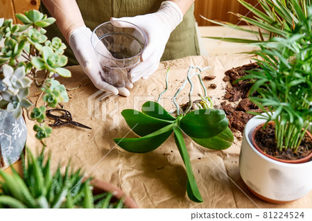 The hands of woman transplanting orchid into another pot on the table, cut out rotten roots,  taking care of plants and home flowers. Home gardening. 81224524