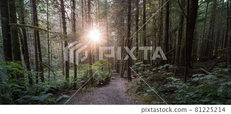 Hiking Path to Mystic Beach in the Vibrant Rainforest 81225214