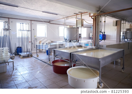 Cheese factory production shelves with aging old cheese Cheese factory production shelves with aging old cheese 81225393