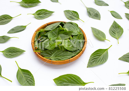 Sweet basil on white background. 81225508