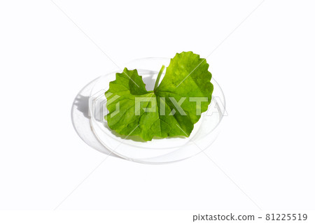 Fresh leaves of gotu kola in petri dish on white background. 81225519