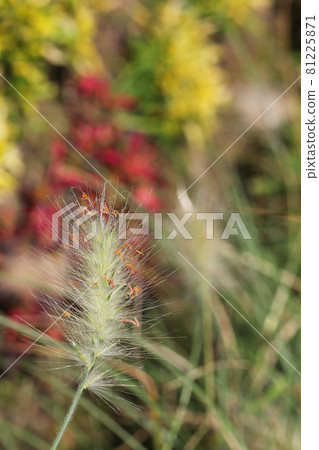 Penisetam Birosum的耳朵 81225871