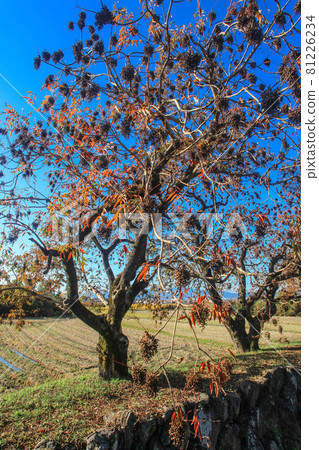 Yanagisaka Sone row of trees Yanagisaka Sone row of trees 81226234