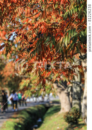 柳坂一one樹 81226238