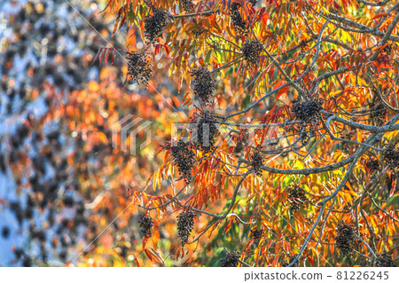 Yanagisaka Sone row of trees Yanagisaka Sone row of trees 81226245