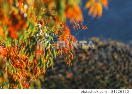 柳坂一one樹 柳坂一one樹 81226530