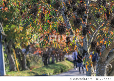 Yanagisaka Sone row of trees Yanagisaka Sone row of trees 81226532