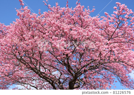 Kawazu Sakura Minamiizu Shimogamo Onsen Aono River Bank Dark pink flowers 81226576