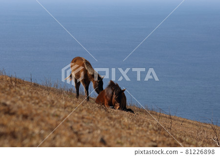 A foal that can be pampered by a parent horse at Cape Toi, and the sea spreads in the background 81226898