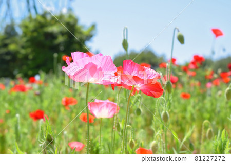 Chirley Poppy Chirley Poppy 81227272