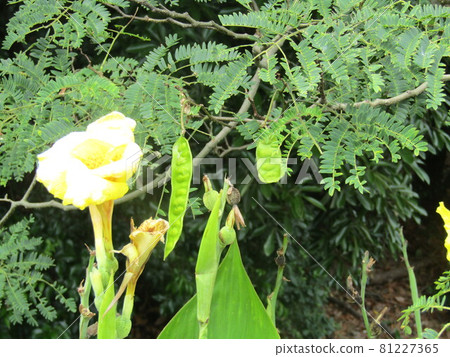 Comes with seeds with Albizia pods that bloomed in June Comes with seeds with Albizia pods that bloomed in June 81227365