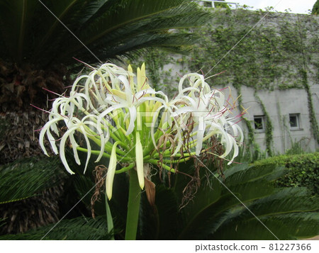 Sanyo Medea Flower Museum White flowers of Hamayu in the front yard Sanyo Medea Flower Museum White flowers of Hamayu in the front yard 81227366