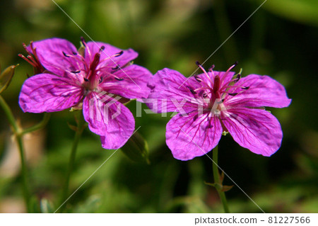 Asama Fuuro 81227566