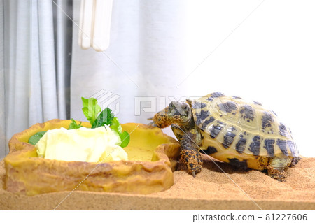 Tortoise meal (vegetables) 81227606