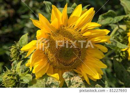 Westerland, the Netherlands. August 2021. Close up of a field of sunflowers. 81227693