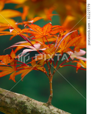 為秋天增添色彩的紅楓 為秋天增添色彩的紅楓 81227779