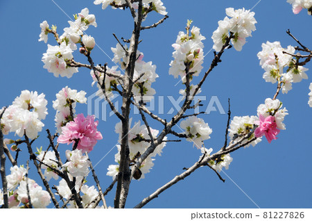 二色花、花桃 二色花、花桃 81227826