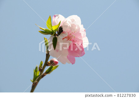 Two-colored flower, flower peach 81227830