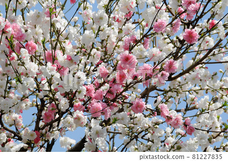 Two-colored flower, flower peach 81227835