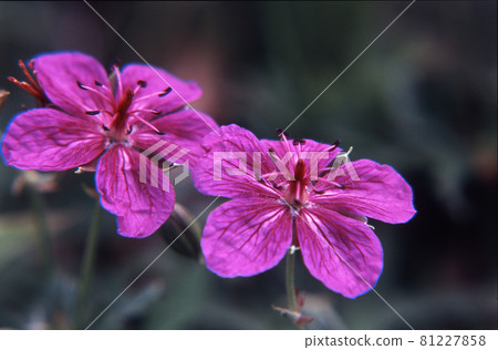 淺間風郎 81227858