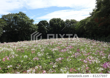 Flower field of Spider flower surrounded by green trees, white clouds and blue sky Flower field of Spider flower surrounded by green trees, white clouds and blue sky 81227897