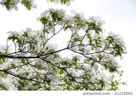 Dogwood Dogwood 81228002