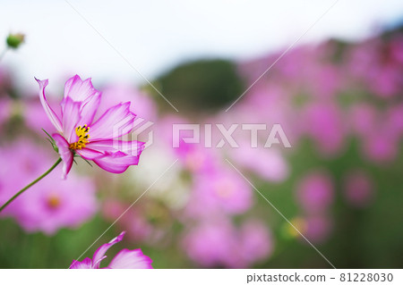Under the clear autumn sky, the flower cosmos that represents autumn in full bloom Under the clear autumn sky, the flower cosmos that represents autumn in full bloom 81228030