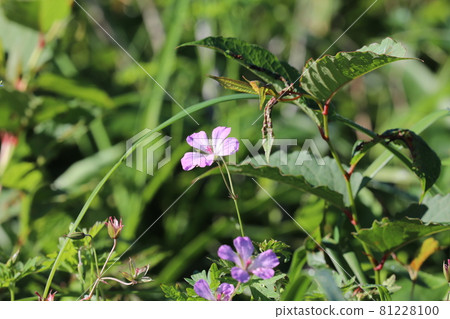 Hakusan Fuuro 81228100