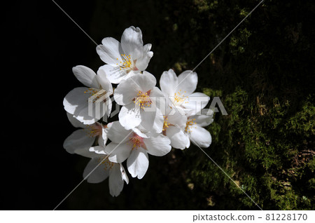 櫻花 櫻花 81228170