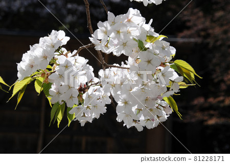 櫻花 81228171