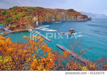 奧貢岬的秋葉（北海道積丹町比庫尼） 81228278