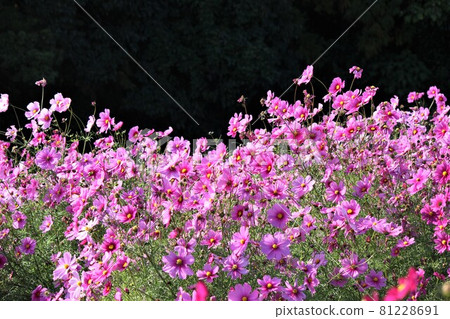 Cosmos flowers blooming on the flower hills of Expo Park Cosmos flowers blooming on the flower hills of Expo Park 81228691
