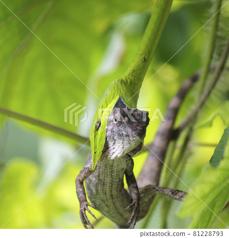 green snake eats a lizard green snake eats a lizard 81228793