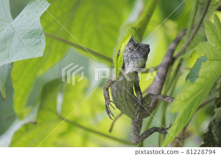green snake eats a lizard 81228794