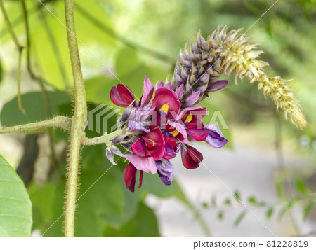 猩紅色的花朵 81228819