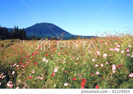 Ikoma Plateau, Cosmos Ikoma Plateau, Cosmos 81228920