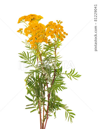 Tansy or Tanacetum vulgare flowers, isolated on white background. Medicinal herbal plant. 81229041