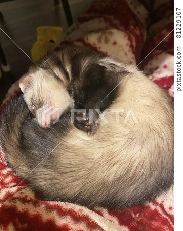 雪貂睡在腿上 81229107