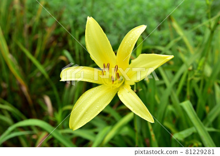 Yuusuge Kisuge 檸檬 Yellow Flower 一日花 81229281